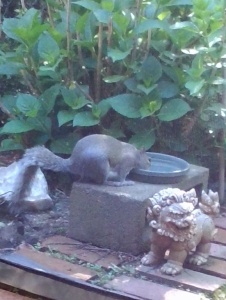This squirrel seemed to be enjoying a drink...