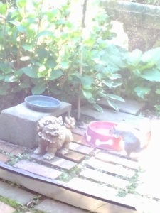 ...which turned out to be another squirrel (the first promptly disappeared under the hosta upon the newcomer's arrival).